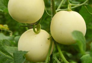 甜瓜生物爆料视频,生物爆料视频背后的惊人真相